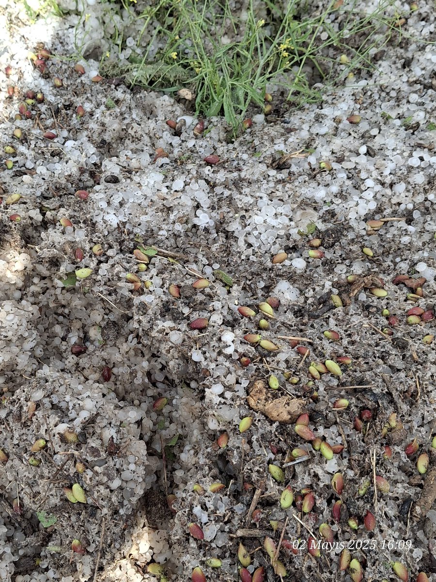 Bugün yaşanan dolu felaketinden 10 mahallemiz ciddi şekilde etkilenmiştir. İlk andan itibaren İlçe Tarım Müdürümüz ve personellerimiz saha çalışmalarına başlamışlardır. En kısa sürede tespit ve değerlendirme tamamlanacaktır. Tüm çiftçilerimize geçmiş olsun.