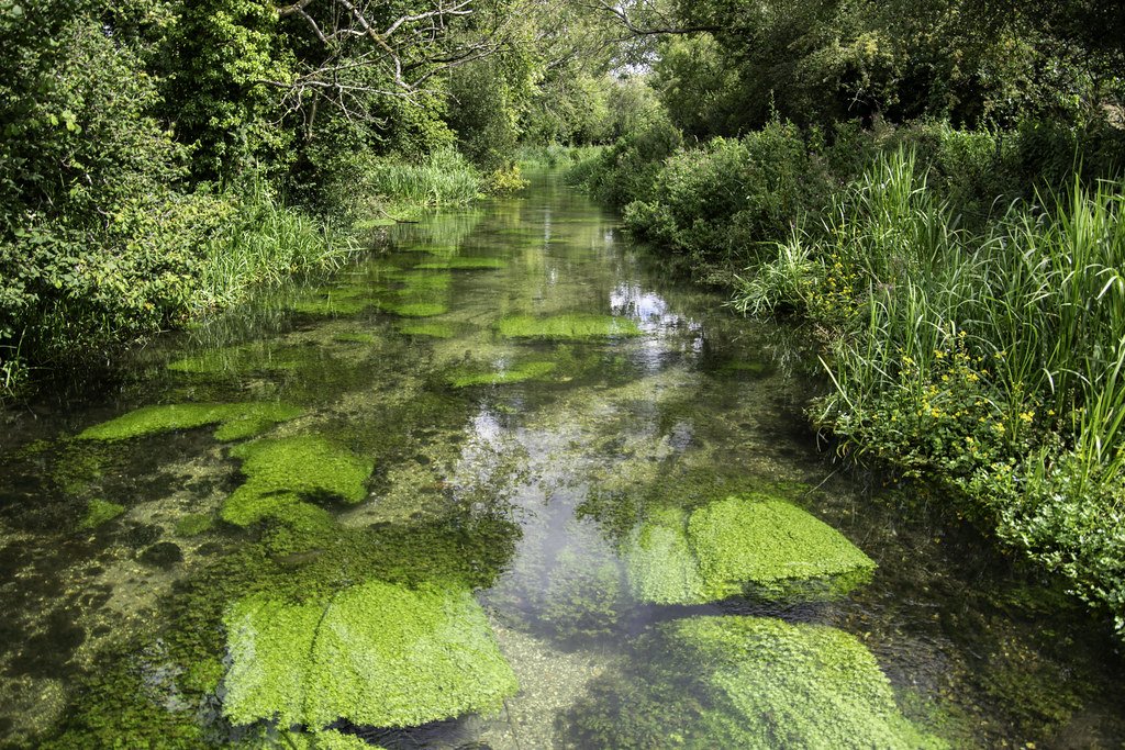 England's countryside is a special place. It's home to 390,000 km of hedgerows. These hedges would circle the earth 10 times.

Elsewhere, a rare gem meanders through the land - The chalk stream. Of the 200 found globally, 85% are in England.

We must protect these treasures.🏴󠁧󠁢󠁥󠁮󠁧󠁿