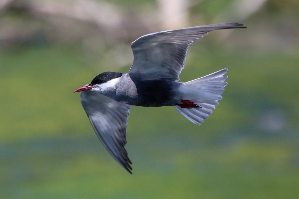 jamiesample99's tweet image. Amazing views of both Whiskered and White Winged Black Terns feeding together at the M1 pools yesterday afternoon #Cyprusbirds @birdsaroundcy