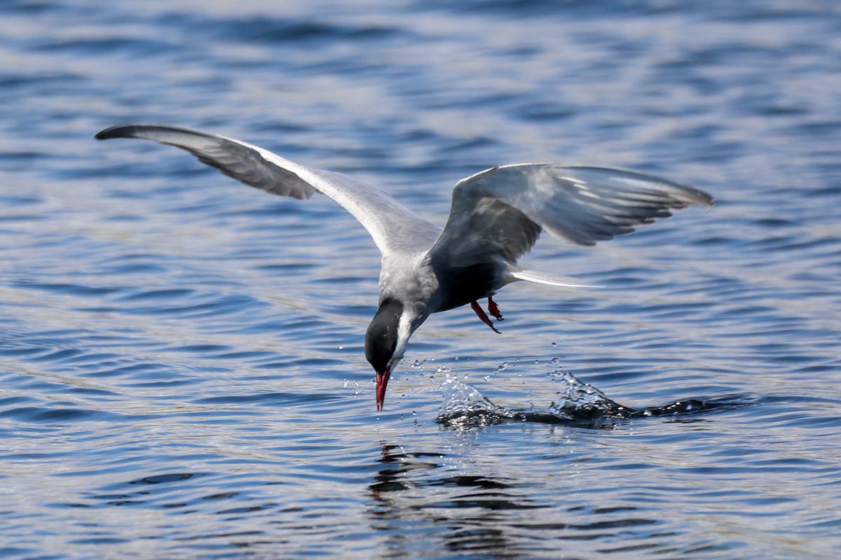 Jamie Sample (@jamiesample99) on Twitter photo Amazing views of both Whiskered and White Winged Black Terns feeding together at the M1 pools yesterday afternoon #Cyprusbirds <a href="/birdsaroundcy/">BirdsAroundCyprus</a> Amazing views of both Whiskered and White Winged Black Terns feeding together at the M1 pools yesterday afternoon #Cyprusbirds <a href="/birdsaroundcy/">BirdsAroundCyprus</a>