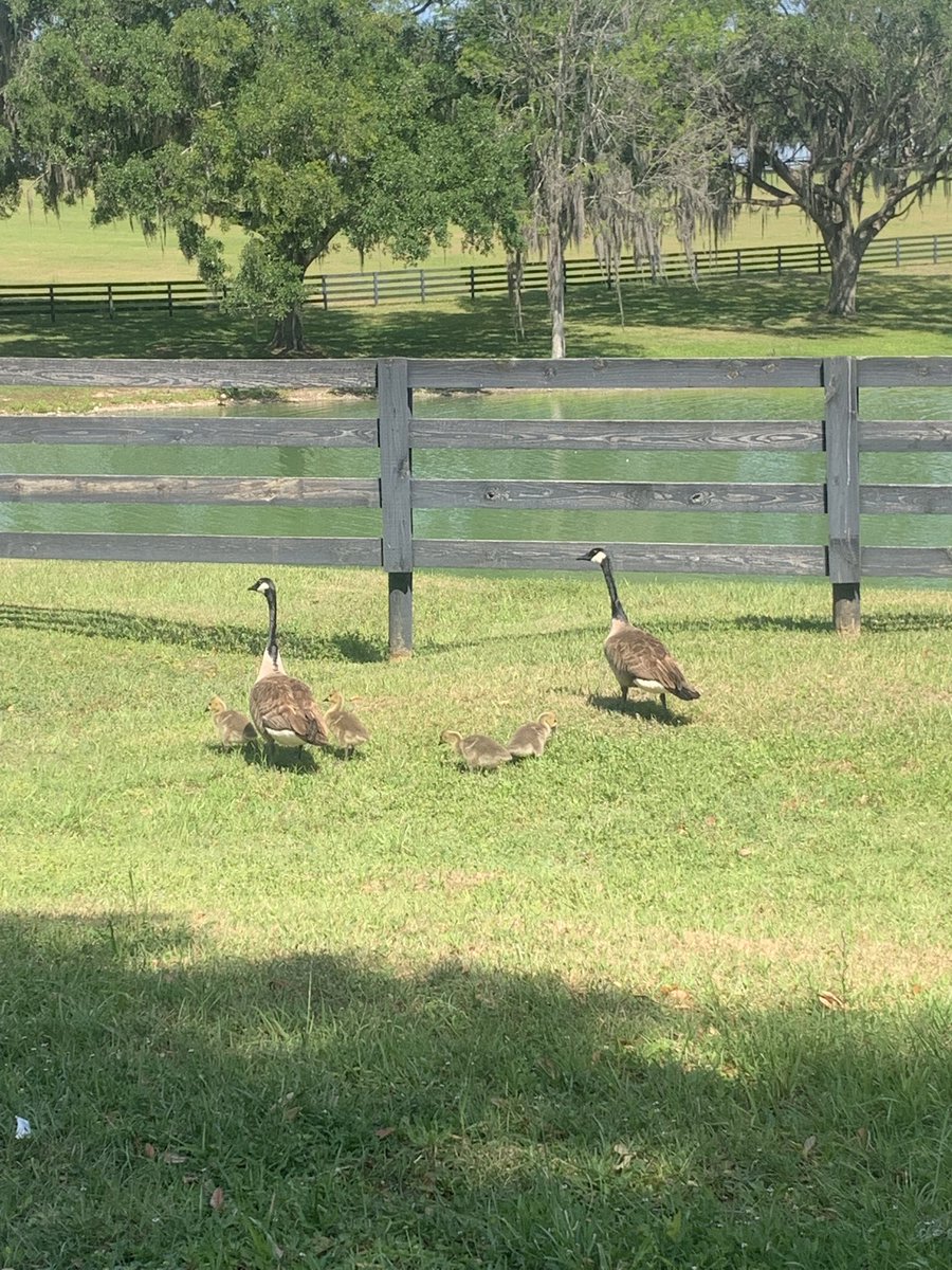 Looks like our Canadian snowbirds will be staying in Florida a little while longer #FarmLife #Ocala #FridayFeeling