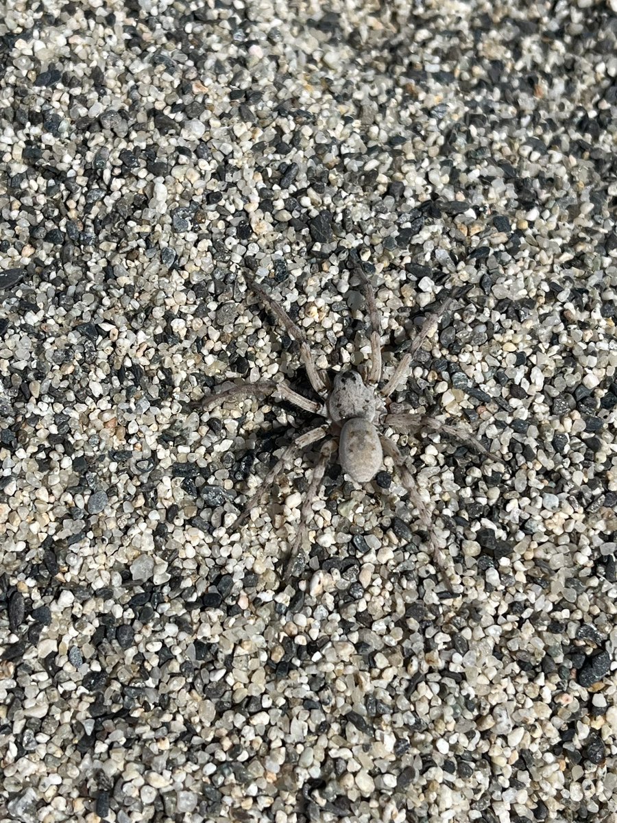 #Arctosa cinerea
<a href="/WWF/">WWF</a> <a href="/WWFitalia/">wwfitalia</a> 
 #calabria <a href="/NationalGeoPicx/">NatGeoPics</a> <a href="/natgeophotos_/">NationalGeographicEs</a>