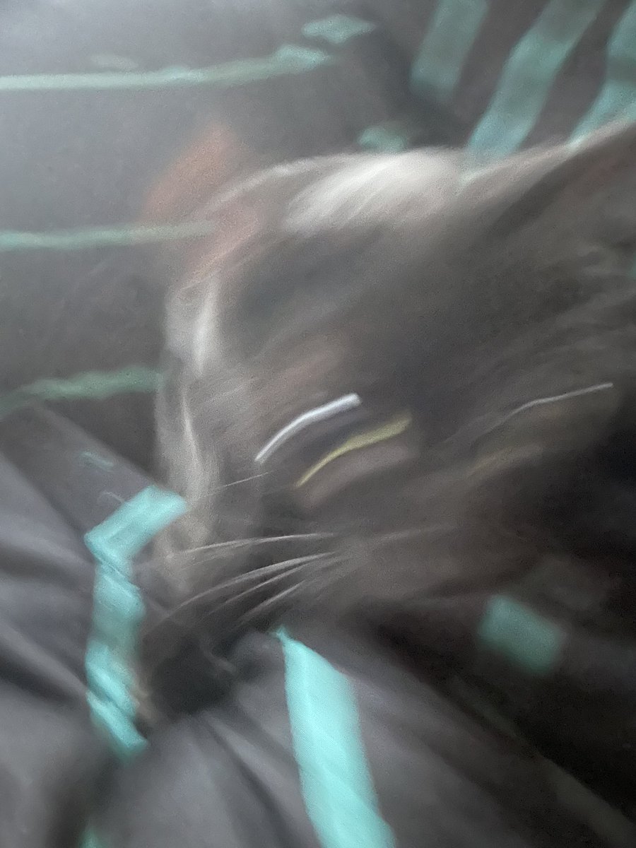 Charlie (@leashedreleased) on Twitter photo Happy birthday to one of my favorite internet shitposters <a href="/itslanabee/">Lana Bee 🔪 rat era</a> please accept the following picture of my cat as a gift. Happy birthday to one of my favorite internet shitposters <a href="/itslanabee/">Lana Bee 🔪 rat era</a> please accept the following picture of my cat as a gift.