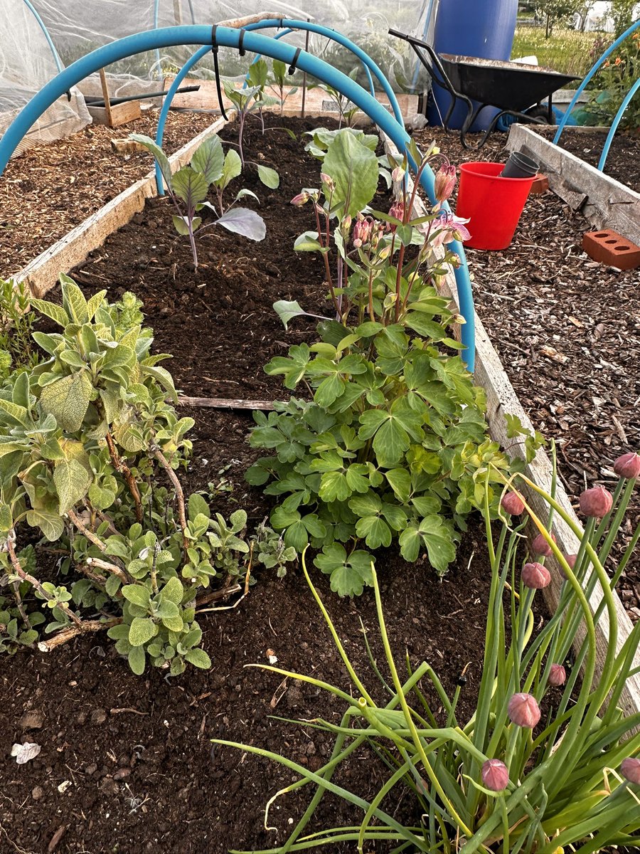 pvt_ak's tweet image. Cabbages are in, chives sage and a cheeky aquilegia keeping them company: I’ll cover with environmesh. 
#growyourown
#redcabbage 
#allotment