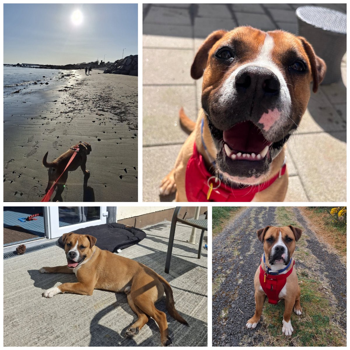 MADRADogRescue's tweet photo. 🥳 Happy Pupdate from Champ! 🥳
Champ, the biggest, softest, snuggler that ever came through our doors, now happy in his new home 💙
He's adored by his new family! Thank you for adopting 🐾 💙
(muzzle was removed for photo)
#AdoptDontShop #rescuedog #Galway #bullbreed https://t.co/4QYYhHrMiC