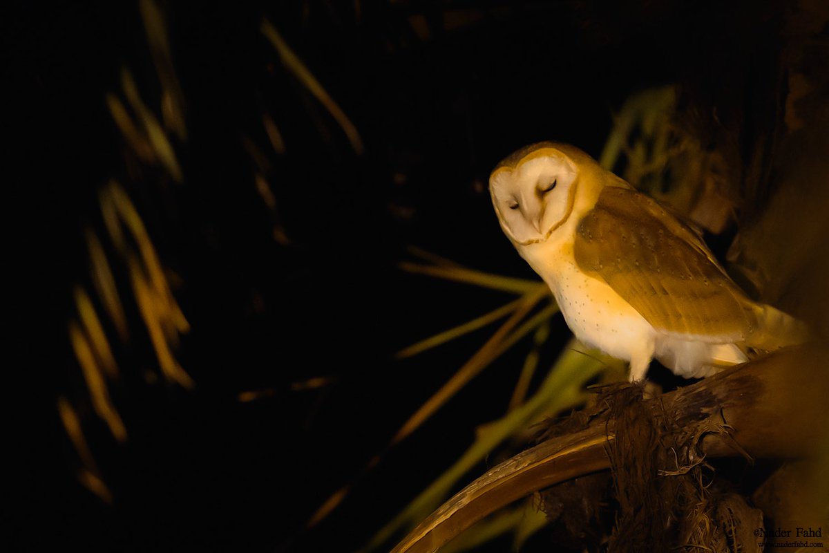 تصوير البوم ليلاً ،، متعه
لن تسمع همساً
ولكنك سترى في العتمه