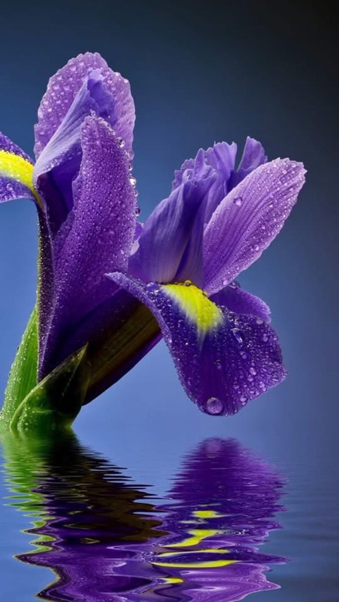 “”Where there is reverence there is fear, but there is not reverence everywhere that there is fear, because fear presumably has a wider extension than reverence..””

—Socrates—

📸 Web