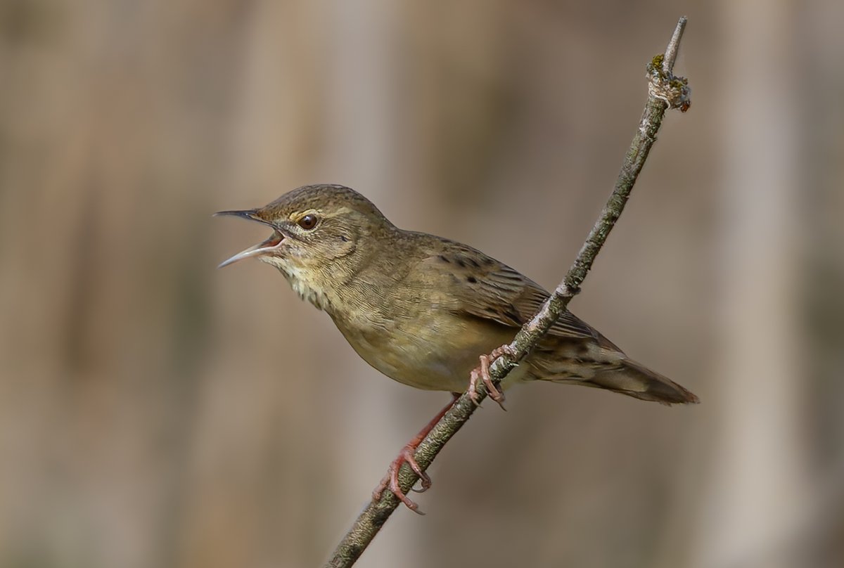 Grasshopper warbler showing well at Fishlake Meadows today.