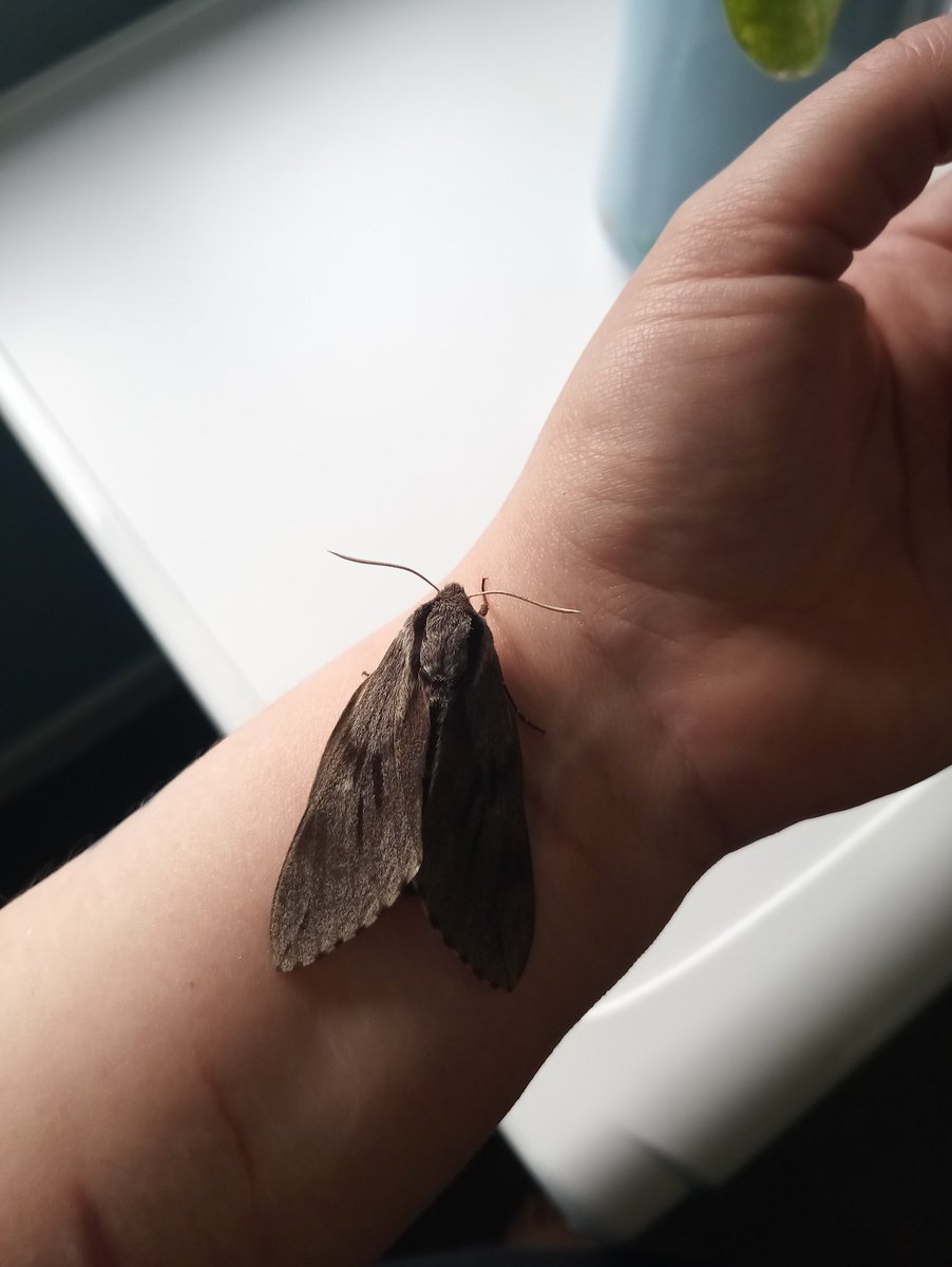 ParaAnd89's tweet photo. Just a few more from my precious moment with the biggest moth I've ever seen, in the wild, this morning π€
I'm as certain as I can be, in my unprofessional, uneducated opinion, that this is a Female #PineHawk #Moth π¦
I'm in love... Literally... I can't stop thinking about her! https://t.co/C4eLF9HkNn