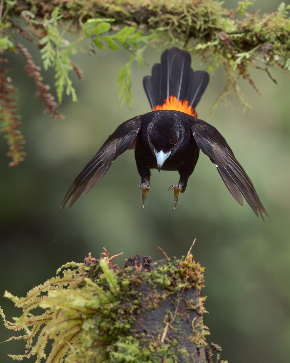 No quedan dudas sobre de donde salío el nombre perfecto para esta ave de los Andes.

“Asoma Candela”.