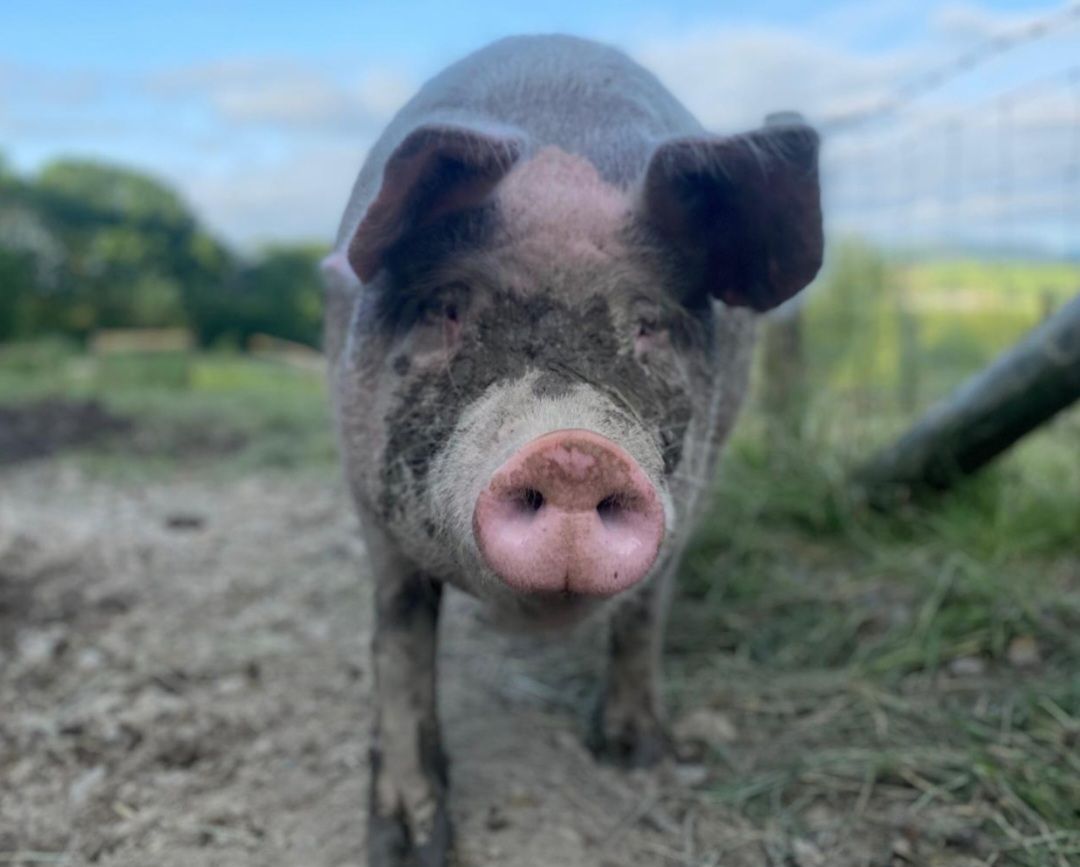 RathboneKim's tweet image. Pigoneer Pig Of The Day Bamba!
Bamba has been loving the sunny days. She&apos;s been out wallowing &amp;amp; grazing with her friends.  
She&apos;s very lucky to have her freedom her life. Most pigs will never get the chance  
Join the #Pigoneer to support our rescued pigs  globalvegancrowdfunder.org/pigoneer-2000-…
