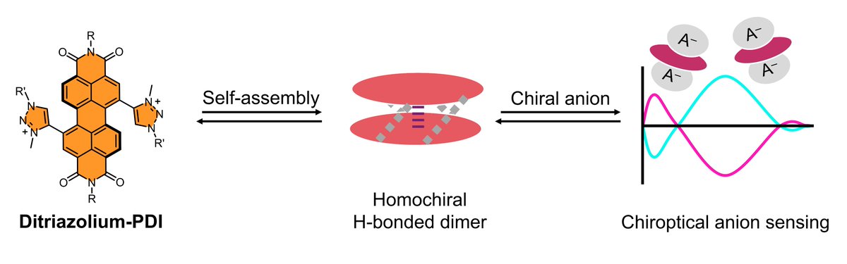 UoBChemistry (@uobchemistry) on Twitter photo 📰 The study of a homochiral perylene diimide dimer for sensing chiral anions is now out in <a href="/ChemEurope/">Chemistry Europe</a>. Work led by Denis <a href="/DenisHartmann/">Dr Denis Hartmann</a> with contributions from previous MSci and MRes students Lucy and Jamie in the TAB-Lab <a href="/TabLabChem/">TAB Lab</a> doi.org/10.1002/chem.2… 📰 The study of a homochiral perylene diimide dimer for sensing chiral anions is now out in <a href="/ChemEurope/">Chemistry Europe</a>. Work led by Denis <a href="/DenisHartmann/">Dr Denis Hartmann</a> with contributions from previous MSci and MRes students Lucy and Jamie in the TAB-Lab <a href="/TabLabChem/">TAB Lab</a> doi.org/10.1002/chem.2…