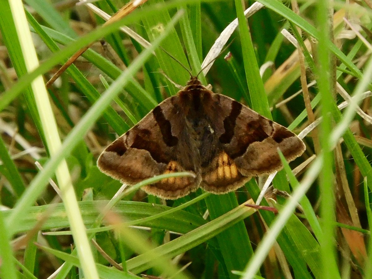 Also saw Burnett Companion #moths in one of the meadow legs of the survey <a href="/MordenHallPkNT/">Morden Hall Park NT</a>  Thanks to Nick for another great photo.