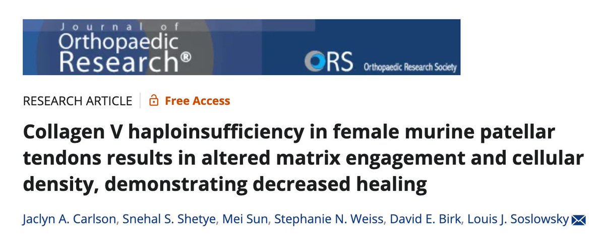 <a href="/JOrthopRes/">Journal of Orthopaedic Research®</a> Patients w/ Ehlers-Danlos Syndrome (cEDS) present w/ extensible skin &amp; joint instability, with more females affected. 

In a mouse model of cEDS, Vet-Scientist <a href="/jaclynacarlson/">Jaclyn Carlson</a> discovered altered healing in this population.

Link: buff.ly/crnkIwN 

#ORSSMC #ORSxDerby