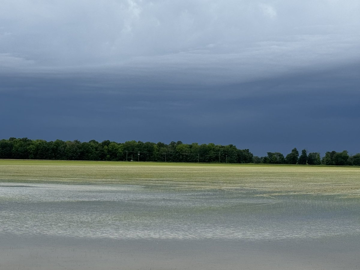 Rice, and more rain incoming….
