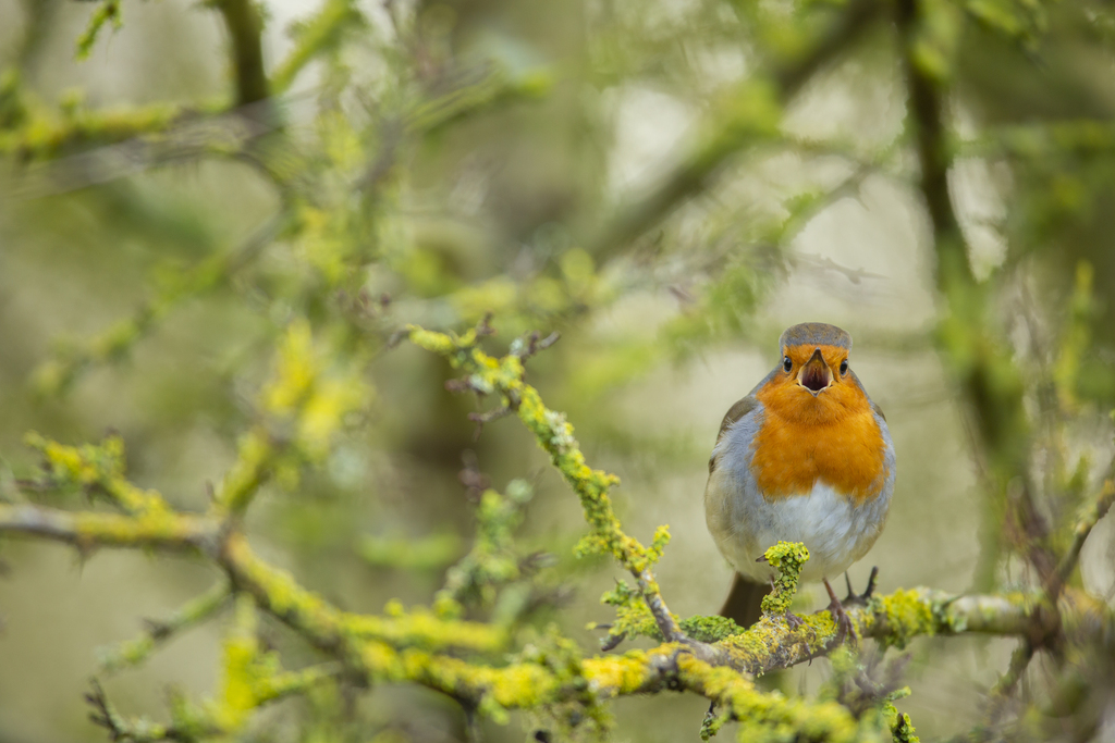 Did you rise early to celebrate #DawnChorusDay today?

The dawn chorus is a symphony of sound which fills the spring air as morning light breaks. Birds belt out their tunes as they look for love and protect their patch 🌅

Let us know what birdsong you heard!