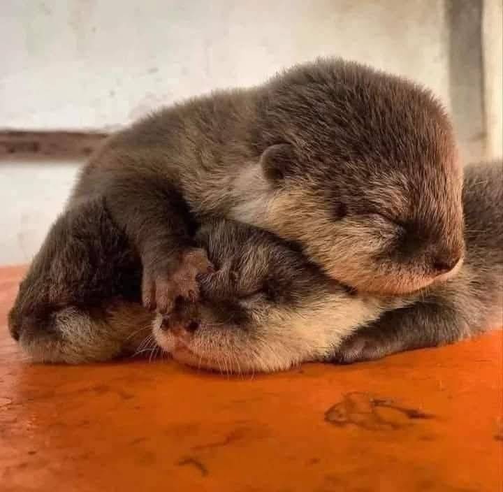 Steve and Brad's rivalry started at an early age.