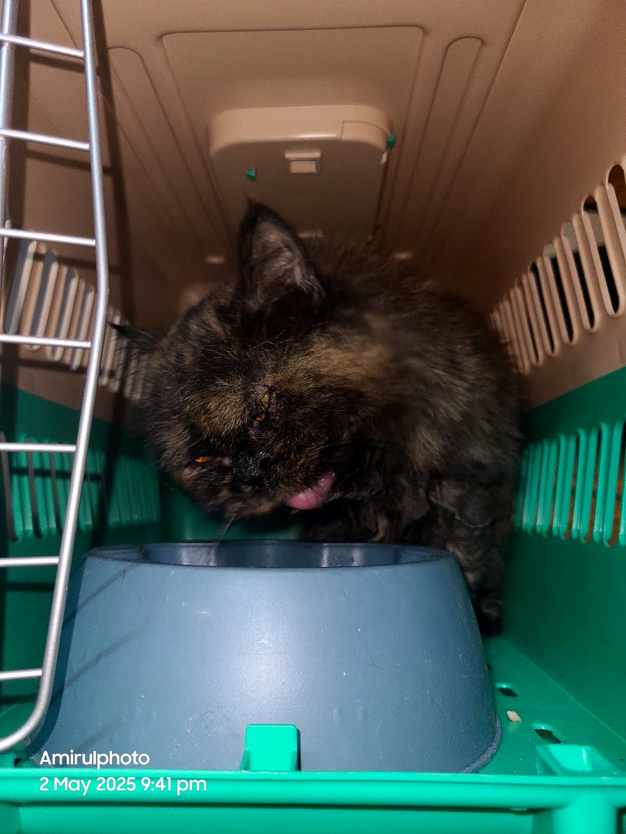 MirulAm05674851's tweet photo. Masa feeding saya jumpa sekor kucing muka mcm Garfield.

Baka macam ni pun ada orang dibiarkan dengan kurus tak cukup makan &amp; kutu penuh satu badan!!

Kesiannya dia, bagi makan sekejap dah habis makan. Saya tak sampai hati nak tinggalkan dia. 

Jom kita balik rumah ye..😘😘😘 https://t.co/596dXf72NA