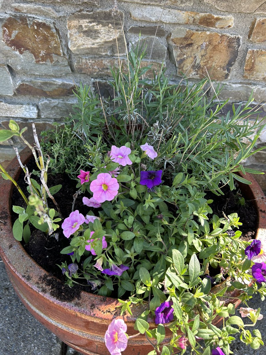 DeasyPamela's tweet image. #Day122 of #200daysofwalking 

#Friday blue skies, the arrival of local strawberries 🍓 and planting pots, summer is here 😎

Have a great long weekend 
#BankHolidayWeekend