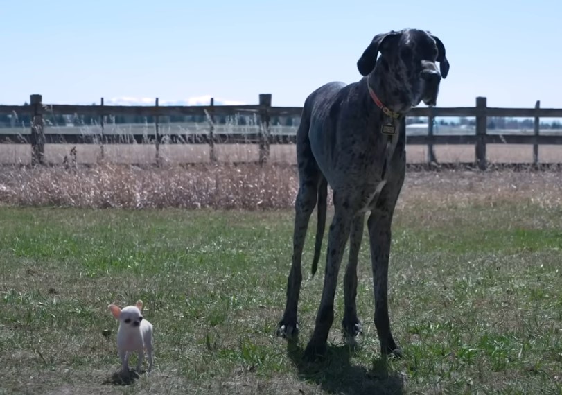 Steve Solomon (@stevesolomon) on Twitter photo What happens when the world's tallest dog meets the world's shortest dog? Cuteness, that's what! <a href="/scottlinn_/">scott linn</a> and I talk about that on today's show, as well as John Haliburton, the Pirates fan falling, and John Elway's golf cart. Subscribe and listen at Patreon.com/LinnMurraySolly What happens when the world's tallest dog meets the world's shortest dog? Cuteness, that's what! <a href="/scottlinn_/">scott linn</a> and I talk about that on today's show, as well as John Haliburton, the Pirates fan falling, and John Elway's golf cart. Subscribe and listen at Patreon.com/LinnMurraySolly