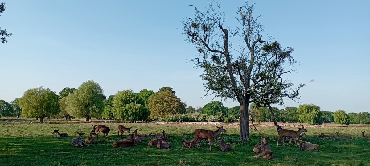 npellinacci's tweet image. Wednesday #walking part 4: Bushy Park