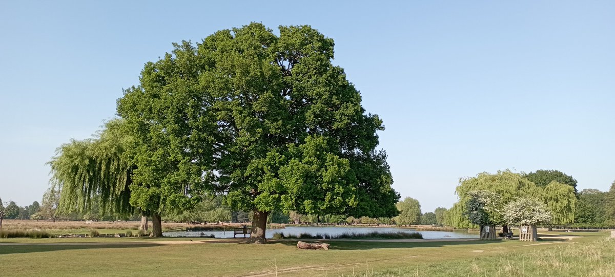 npellinacci's tweet image. Wednesday #walking part 4: Bushy Park