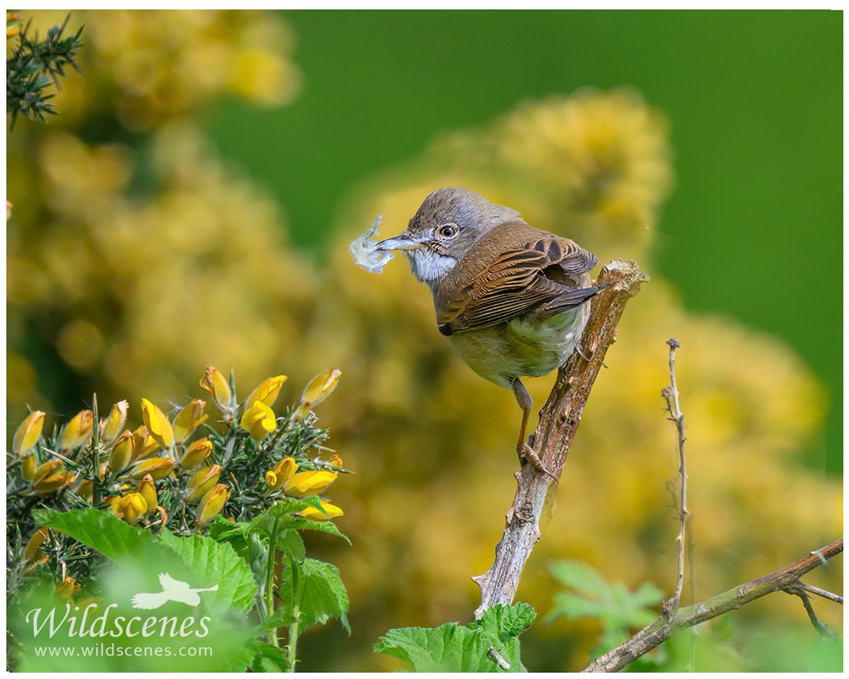 John Gardner (@wildscenesuk) on Twitter photo Whitethroat nestbuilding in gorse at Hoyland nr Barnsley. @uknikon 600mm f/4 TC with two 1.4x converters for the reach.
<a href="/BBCSpringwatch/">BBC Springwatch</a> <a href="/Natures_Voice/">RSPB</a> <a href="/Barnsleybsg/">Barnsley Birders</a>
#warblers Whitethroat nestbuilding in gorse at Hoyland nr Barnsley. @uknikon 600mm f/4 TC with two 1.4x converters for the reach.
<a href="/BBCSpringwatch/">BBC Springwatch</a> <a href="/Natures_Voice/">RSPB</a> <a href="/Barnsleybsg/">Barnsley Birders</a>
#warblers