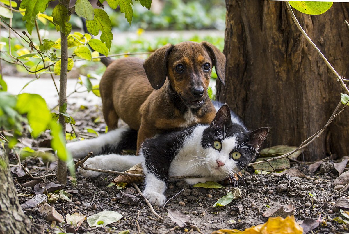 🇪🇺 Protection des chiens et des chats en Europe - Un vote crucial approche !

La Fondation Brigitte Bardot, aux côtés de plus d'une cinquantaine d'ONG, a cosigné une lettre ouverte adressée aux eurodéputés concernant l’examen prochain du projet de règlement sur le bien-être et la