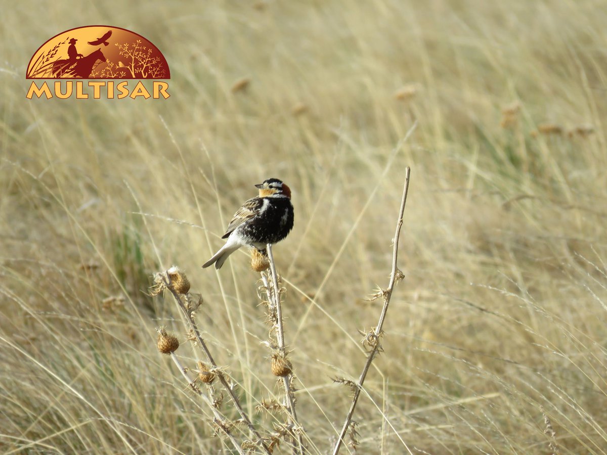 We’ve been racking up the miles searching for sharp-tailed grouse leks and signs of spring. Shooting stars, golden bean, and three-flowered avens are blooming. Chestnut-collared longspurs, pipits, and a few sparrows are back. #grasslands #Alberta