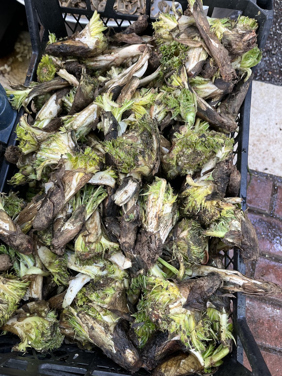 Neslihan keşiflerde. 
Hadi bakalım bu yiyeceği bilebilecek misiniz?
Kesin bilemezsiniz çünkü ben bilemedim😂