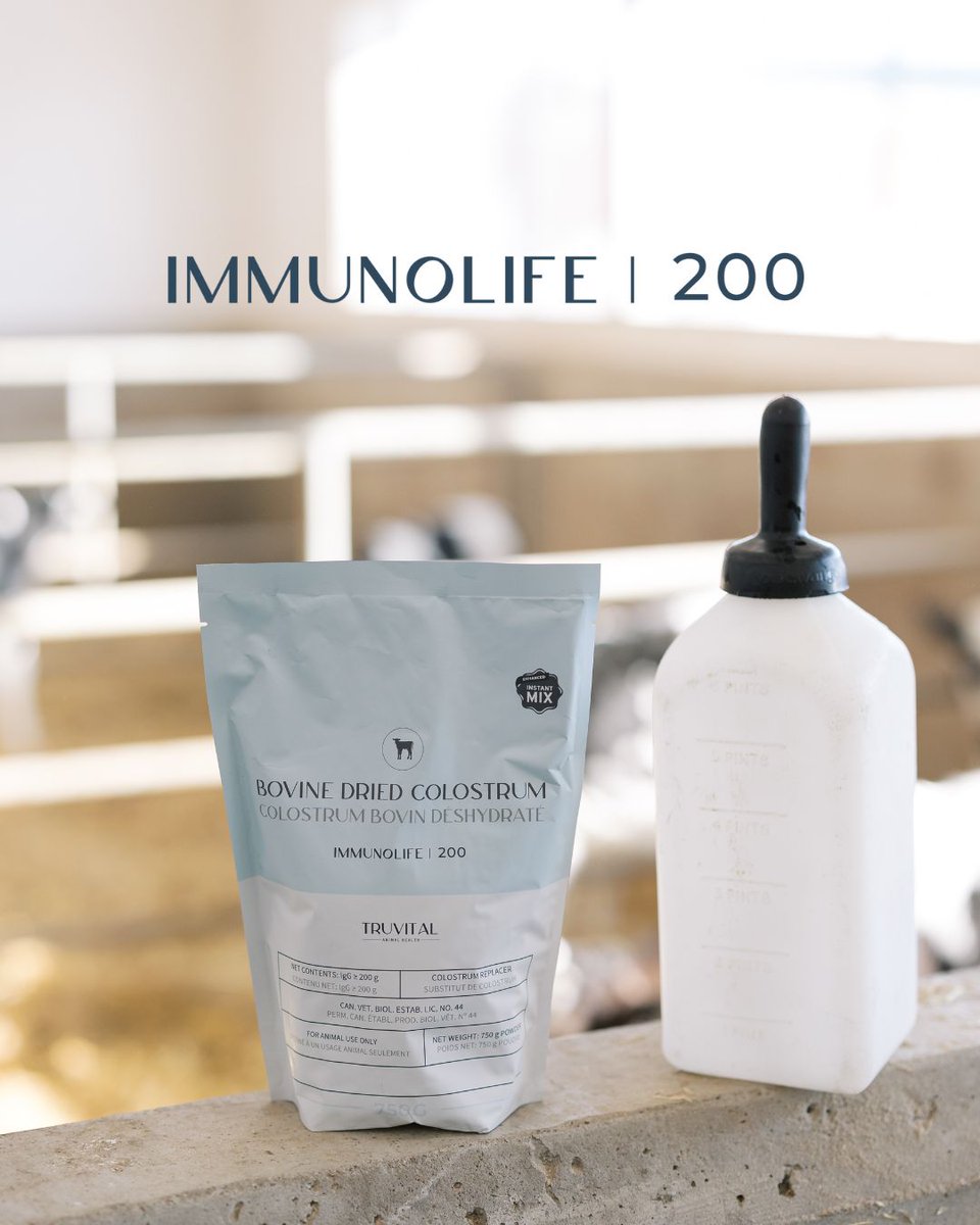 Calves must rely on passive transfer of immunity to gain early immunity through immunoglobulins (IgG). In the first hours of life, their ability to absorb IgG is at its peak. That’s where IMMUNOLIFE | 200 steps in—supporting PTI when maternal colostrum isn’t available.