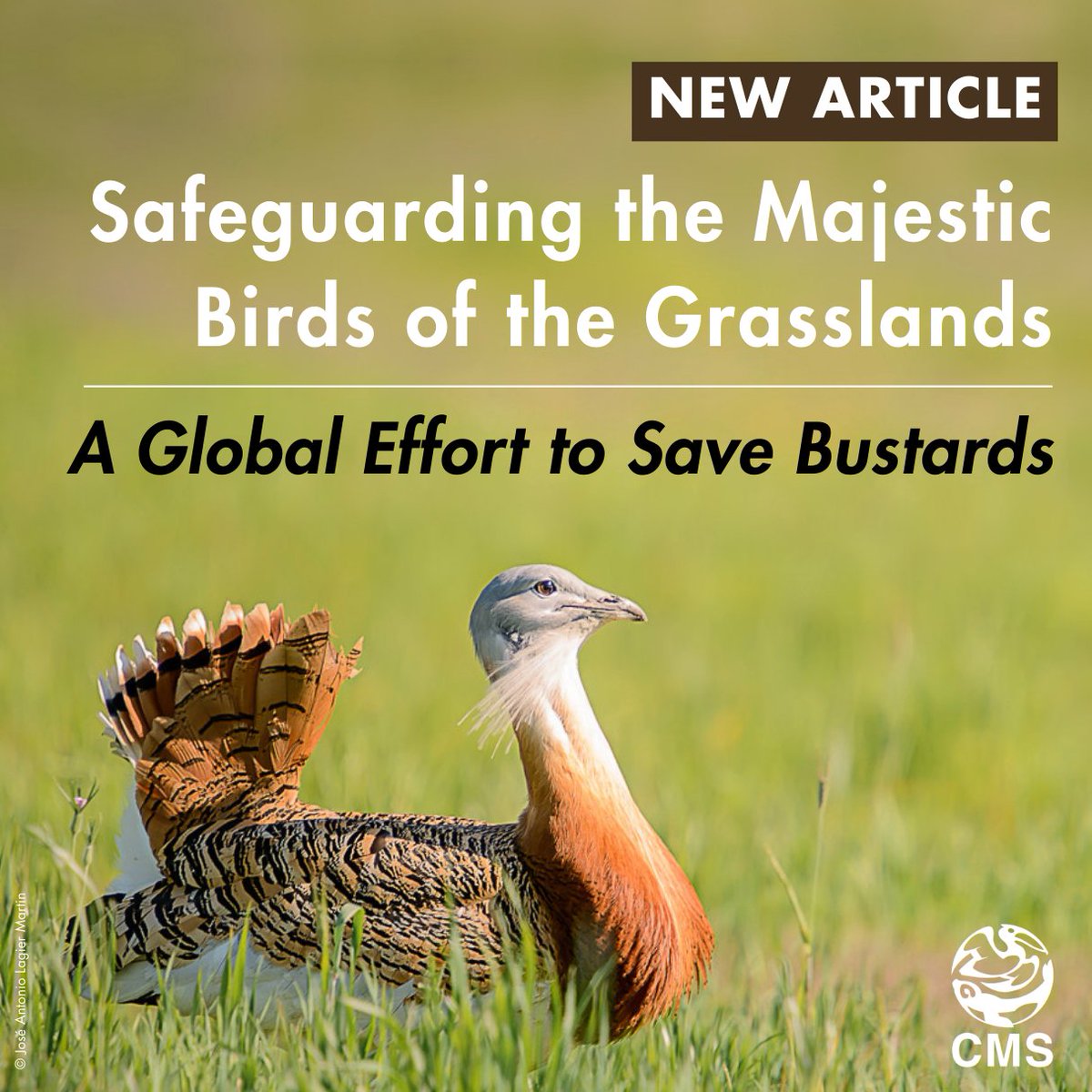 Meet the bustard—a supersized, long-legged bird that struts across grasslands from Spain to Australia. 🦃

Illegal hunting, sprawling farms, power lines and a warming climate have pushed 6 out of 10 bustard species toward extinction. 

Wildlife experts and government reps have