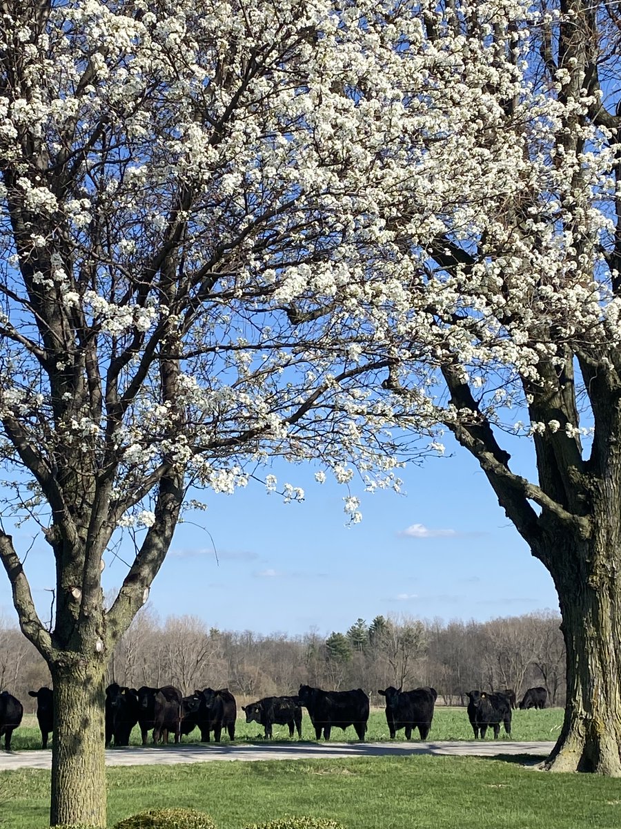 BeefProvisions's tweet image. Beautiful day! We still have a few slots left for August freezer beef bundles. Make your deposit today to secure your 1/2, 1/4 or 1/8 beef!