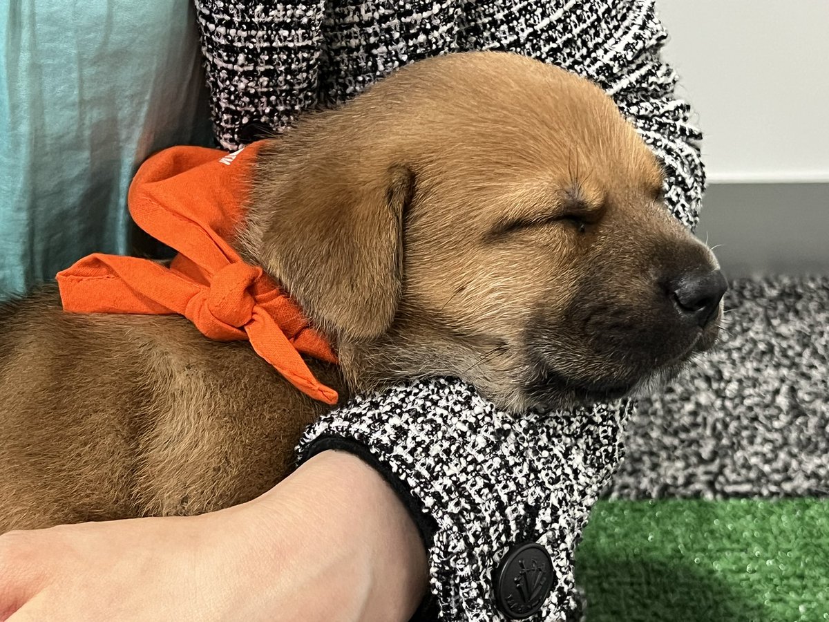 Poonam Velagapudi (@pooh_velagapudi) on Twitter photo It’s the most amazing feeling… Got some cuddle time with adorable 🐶 after our session at #SCAI2025!! <a href="/DrVivianNg/">Vivian Ng</a> <a href="/scaiwin/">SCAIWIN</a> <a href="/SCAI/">SCAI</a> #DC <a href="/HollandTamis/">Jacqueline Tamis-Holland</a> <a href="/Allison_Dupont/">Allison Dupont, MD</a> <a href="/dcscant/">Dawn Scantlebury</a> <a href="/JDawnAbbott1/">J Dawn Abbott</a> <a href="/mirvatalasnag/">MIЯVΛƬ #IC</a> <a href="/purviparwani/">Dr. Purvi Parwani</a> <a href="/iamritu/">Ritu Thamman MD</a> <a href="/dranulala/">Anu Lala-Trindade</a> <a href="/DrJMieres/">Jennifer H. Mieres, MD , FACC, MASNC, FAHA</a> <a href="/rooshaparikh/">Roosha Parikh</a> <a href="/Nidhi_Madan9/">Nidhi Madan, MD, MPH</a> It’s the most amazing feeling… Got some cuddle time with adorable 🐶 after our session at #SCAI2025!! <a href="/DrVivianNg/">Vivian Ng</a> <a href="/scaiwin/">SCAIWIN</a> <a href="/SCAI/">SCAI</a> #DC <a href="/HollandTamis/">Jacqueline Tamis-Holland</a> <a href="/Allison_Dupont/">Allison Dupont, MD</a> <a href="/dcscant/">Dawn Scantlebury</a> <a href="/JDawnAbbott1/">J Dawn Abbott</a> <a href="/mirvatalasnag/">MIЯVΛƬ #IC</a> <a href="/purviparwani/">Dr. Purvi Parwani</a> <a href="/iamritu/">Ritu Thamman MD</a> <a href="/dranulala/">Anu Lala-Trindade</a> <a href="/DrJMieres/">Jennifer H. Mieres, MD , FACC, MASNC, FAHA</a> <a href="/rooshaparikh/">Roosha Parikh</a> <a href="/Nidhi_Madan9/">Nidhi Madan, MD, MPH</a>
