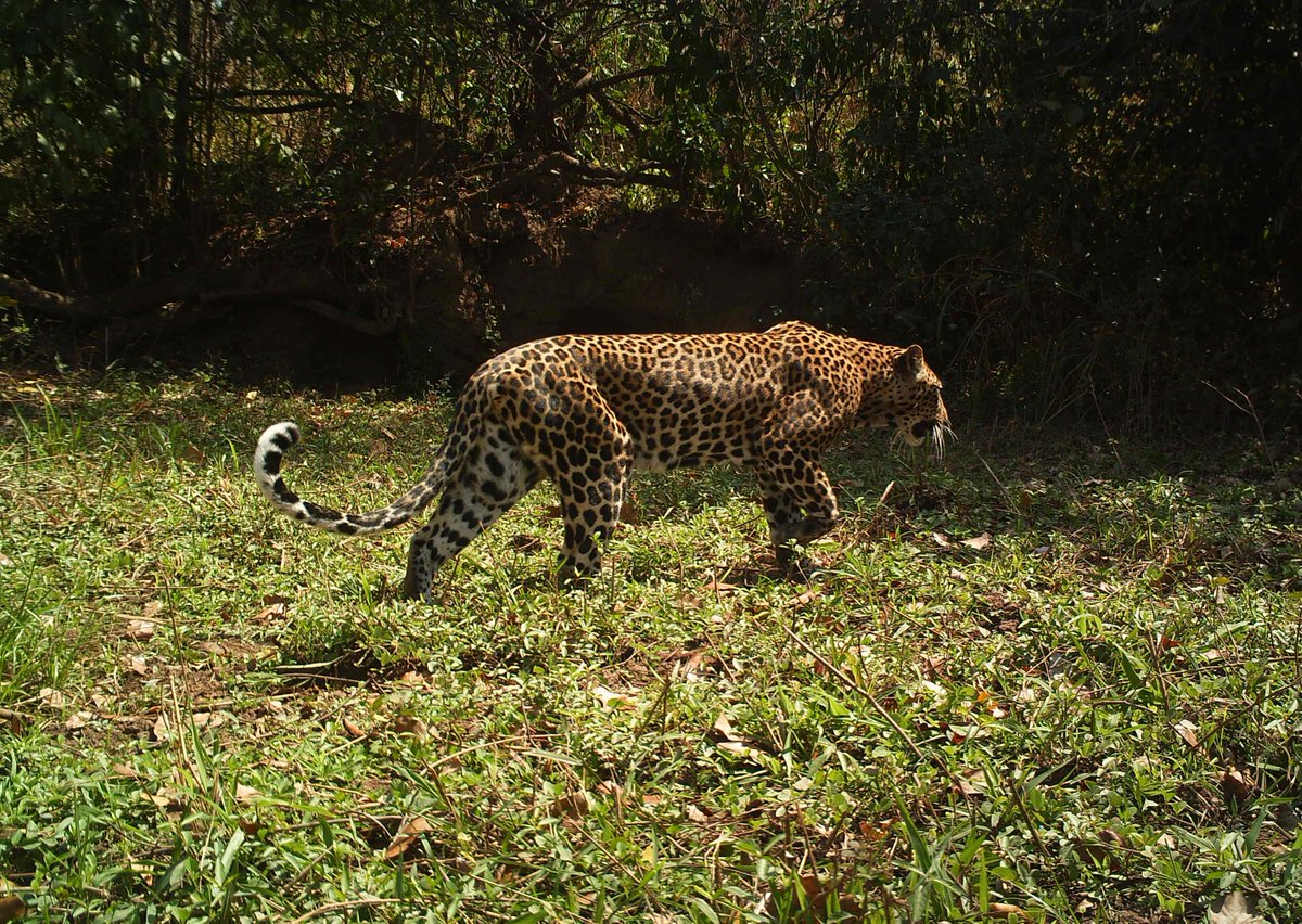 Journée internationale du léopard : à Chinko, le léopard reprend sa place ! Aujourd’hui, grâce aux efforts de conservation d’African Parks RCA, le comptage annuel de traces en 2024, avec des indices de présence passés de 1,5 traces par 100 km en 2017 à 5,8 en 2024.