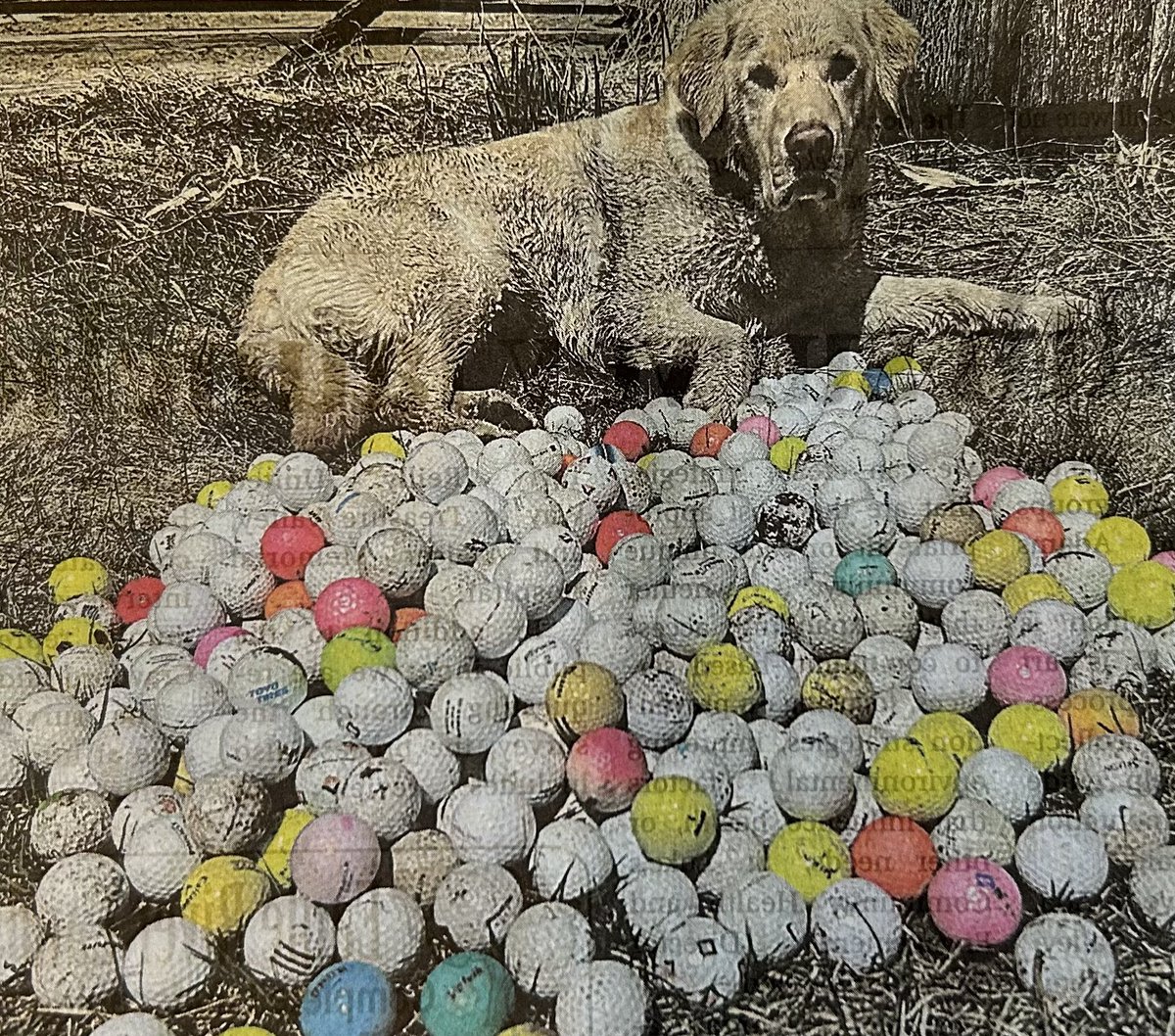 News of the day: The McCall (Idaho) Star-News reports Dagger, a 4-year-old lab/golden retriever mix, loves finding lost golf balls. He’s already collected more than 1,000 balls this spring from local golf course.