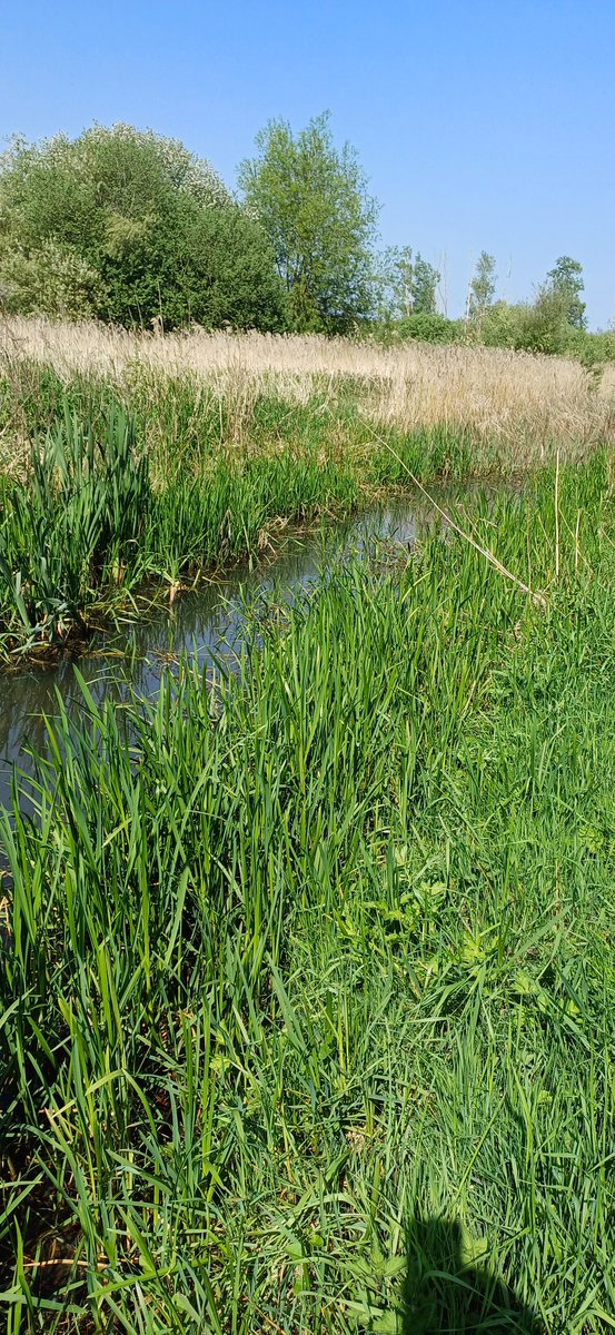 Marc Heath (@marcheathym007) on Twitter photo Highlights from a warm Westbere Lakes this afternoon included 11 Banded Demoiselle, c40 Variable, 2 Red eyed, 1 Common Blue and c20 Blue tailed Damselfly but NO Azure! Also 11 Hairy Dragonfly. <a href="/BDSdragonflies/">British Dragonfly Society</a> <a href="/Britnatureguide/">The British Nature Guide</a> <a href="/NatureUK/">NatureUK</a> <a href="/BBCSpringwatch/">BBC Springwatch</a> #TeamDragonfly Highlights from a warm Westbere Lakes this afternoon included 11 Banded Demoiselle, c40 Variable, 2 Red eyed, 1 Common Blue and c20 Blue tailed Damselfly but NO Azure! Also 11 Hairy Dragonfly. <a href="/BDSdragonflies/">British Dragonfly Society</a> <a href="/Britnatureguide/">The British Nature Guide</a> <a href="/NatureUK/">NatureUK</a> <a href="/BBCSpringwatch/">BBC Springwatch</a> #TeamDragonfly