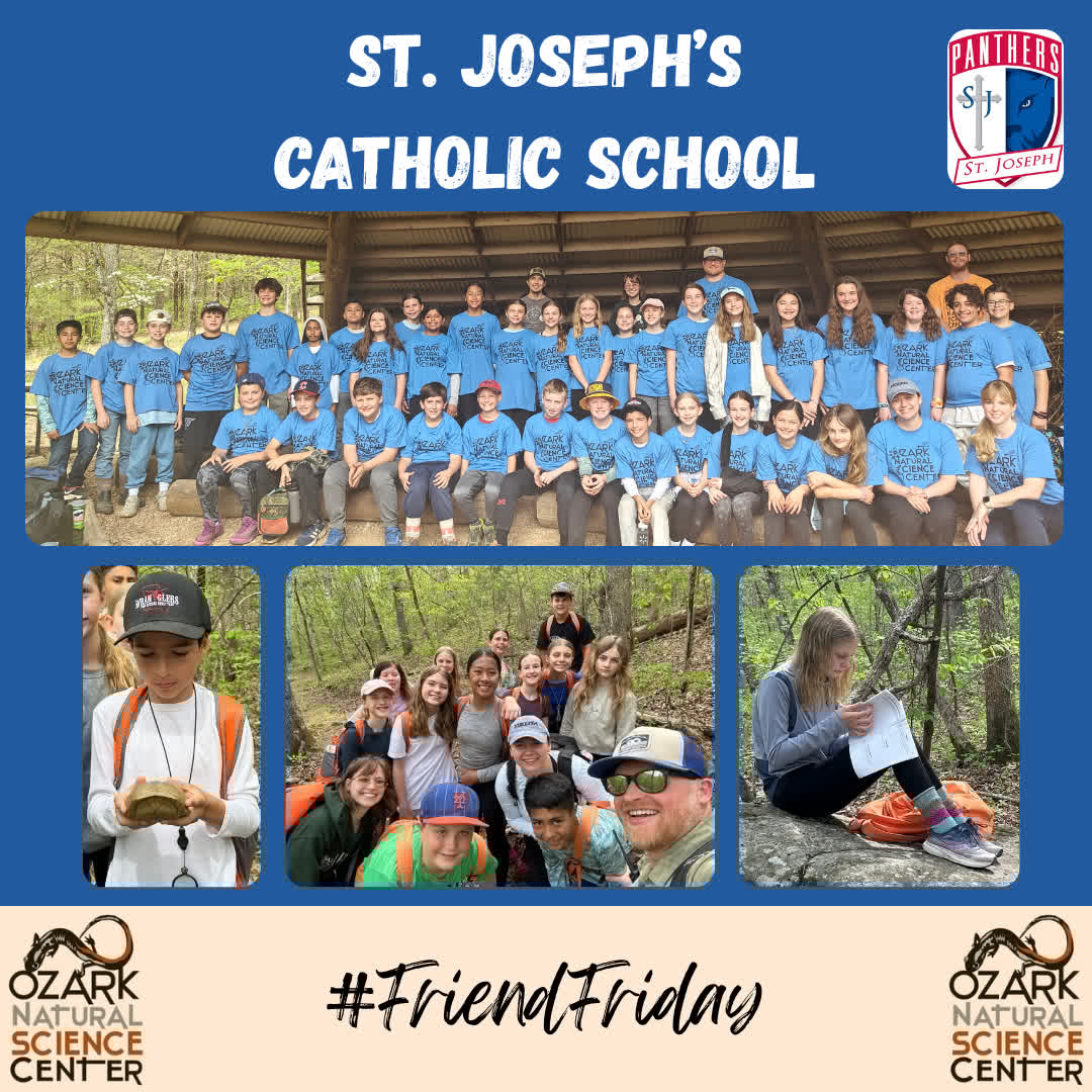 ozarknatsci's tweet image. 🐢🌿 #FriendFriday shoutout to our friends from St. Joseph Catholic School!
They ID'd trees & flowers, learned about edible plants, and even found a box turtle!
No snake sightings this time…guess that means it's time to come back for summer camp! 🐍😉
#ONSC #OutdoorEd