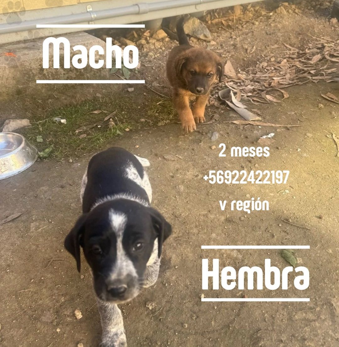 "Ayúdenme a compartir por favor. Estos cachorritos necesitan un hogar. Están en un cerro al interior de una minera en Rancagua. Los puedo trasladar a Viña, Quilpué y alrededores el día martes 6. Debo sacarlos de ahí y evitar que crezcan solitos en un cerro." Favor RT!
#Rancagua