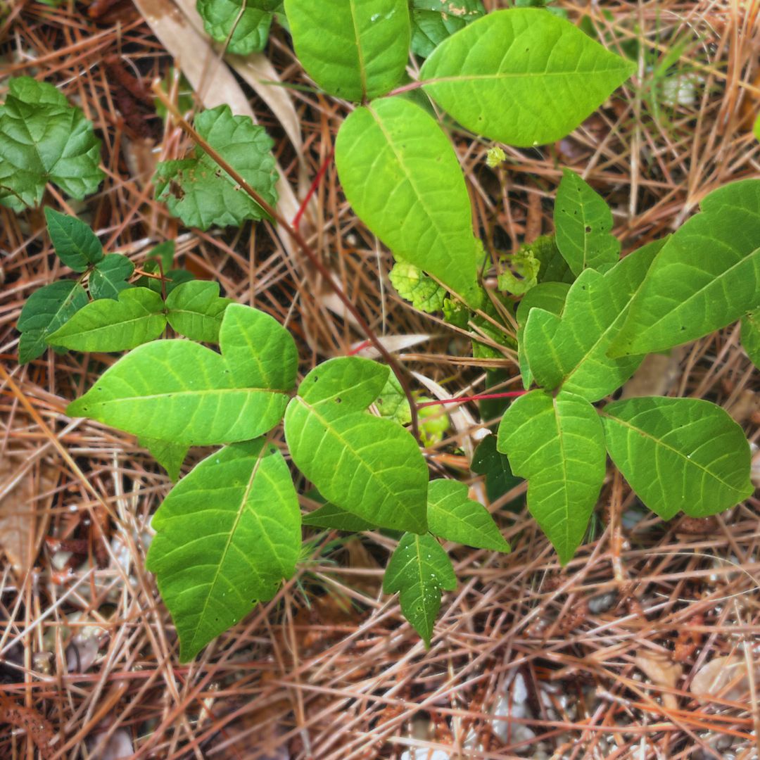 "Leaves of three, leave them be"
Poison ivy is a native Florida plant. Its oil, called urushiol, can cause a severe skin rash when in contact with the skin.  Its leaves always consist of three leaflets and may be toothed or have smooth edges. Be careful and avoid contact!