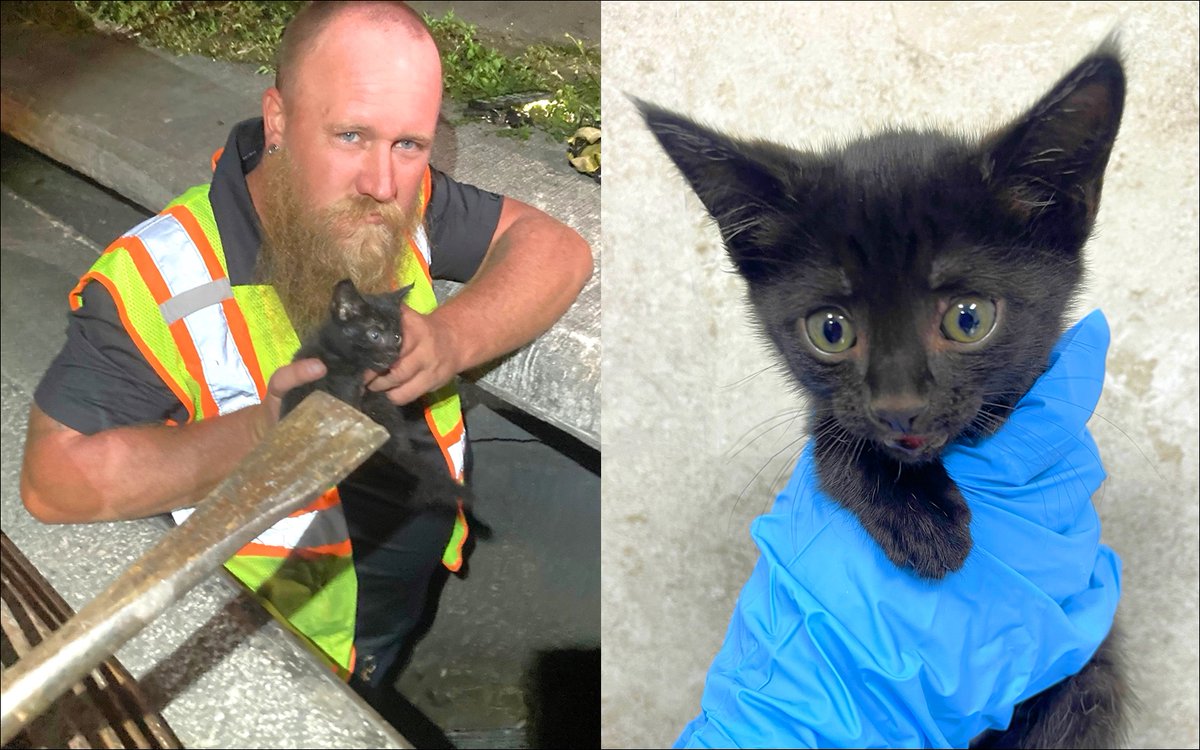 Bravo to Collier County Animal Services in SW Florida for facilitating the rescue of this little guy who was stuck in a storm drain. He's now up for adoption.