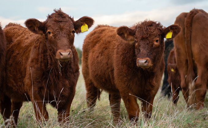 Agri-hub (@agri_hub) on Twitter photo Regeneratively farmed beef cattle could sequester more carbon than they emit, shows a <a href="/McDonaldsUK/">McDonald's UK</a> project at @FAIFarms. And the robust data behind this, from @Agricarbon, will enable food businesses to back up their net zero balance with solid science. buff.ly/hfhyX19 Regeneratively farmed beef cattle could sequester more carbon than they emit, shows a <a href="/McDonaldsUK/">McDonald's UK</a> project at @FAIFarms. And the robust data behind this, from @Agricarbon, will enable food businesses to back up their net zero balance with solid science. buff.ly/hfhyX19