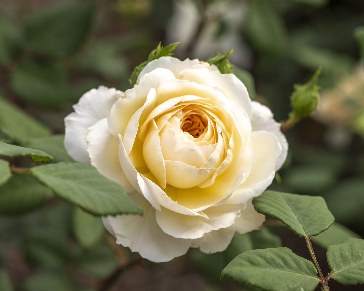 Give the gift of endless flowers this Mother’s Day with a gift of membership! Explore our membership options and purchase your gift on our website today: lewisginter.org/visit/membersh… 🌹💐