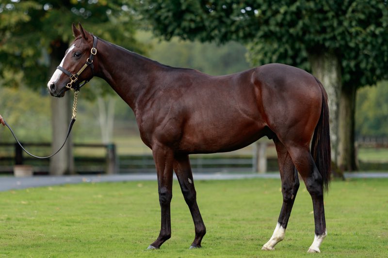 Another promising effort in stakes company from Monceaux homebred Toyotomi in today’s Prix Servanne at Chantilly. 

The son of <a href="/DarleyEurope/">Darley in Europe</a> Blue Point &amp; <a href="/InfoArqana/">ARQANA</a> October graduate follows up her last out SW with a strong runner-up performance. 

Well done to all involved!