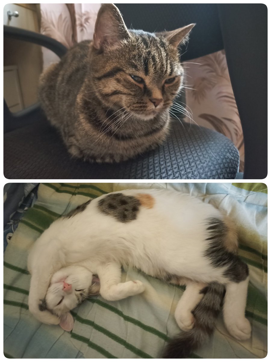 Праздники. Надо отдыхать. 
И от общения с этой белой мелкой тоже. Поэтому она спит в  отдельно взятом пространстве типа кровать. А я на любимом кресле. 

За сим отмуркиваюсь. 
Ваша Кася.