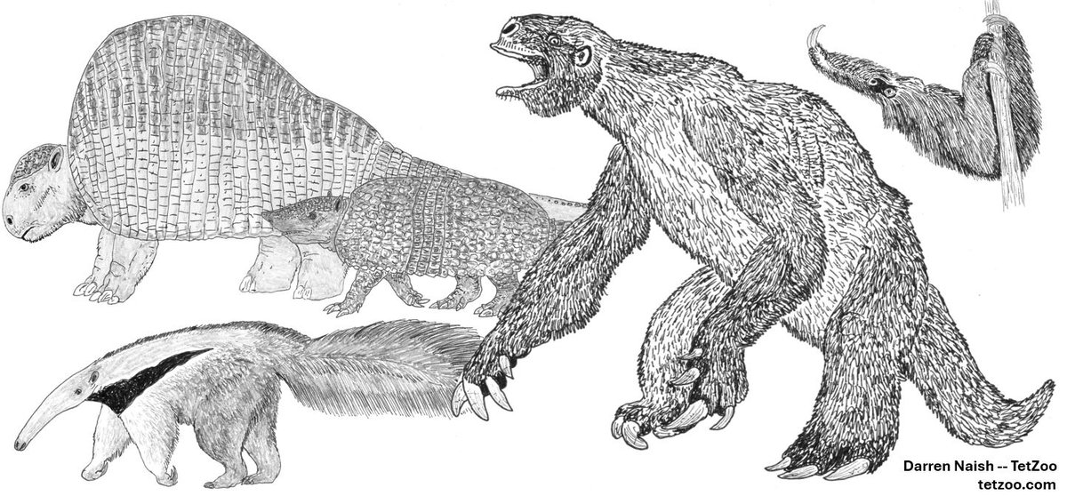 TetZoo's tweet image. Xenarthrans are among the best of the #mammals. Look at all this action: ANTEATERS - SLOTHS - ARMADILLOS. Sooo much extinct awesome too. But living #xenarthrans are full of surprises. Do you know of the WOOLLY LONG-NOSED ARMADILLOS? Well... tetzoo.com/blog/2025/4/30… #armadillos