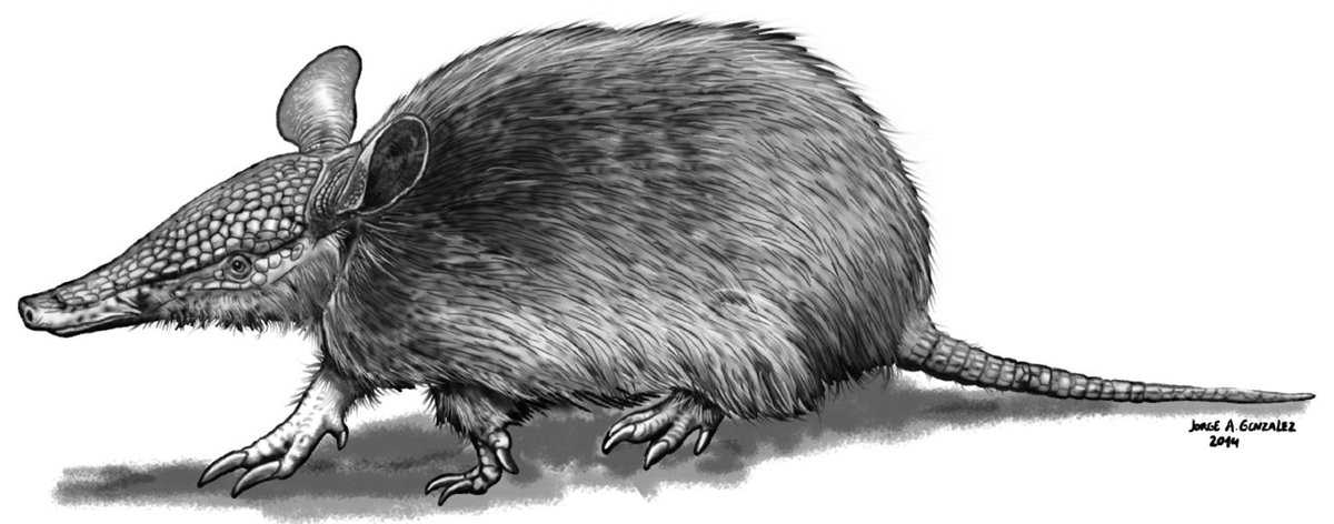 TetZoo's tweet image. Xenarthrans are among the best of the #mammals. Look at all this action: ANTEATERS - SLOTHS - ARMADILLOS. Sooo much extinct awesome too. But living #xenarthrans are full of surprises. Do you know of the WOOLLY LONG-NOSED ARMADILLOS? Well... tetzoo.com/blog/2025/4/30… #armadillos