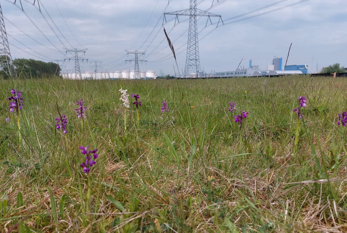 Clowns genoeg op de wereld, maar je hebt nooit te veel Harlekijnen (Anacamptis morio)! 134 van deze mooie orchideeën in de Rotterdamse haven vandaag. #havennatuur #nationaalparkrotterdam