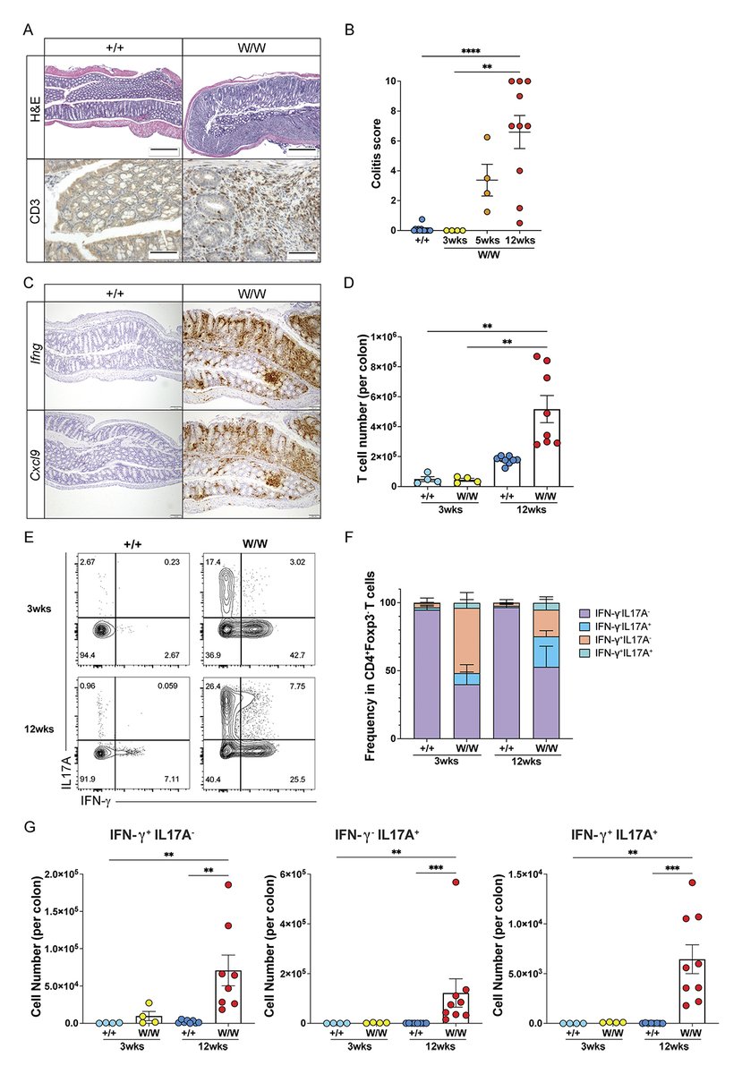 Castagnoli, Pala, Notarangelo et al. identify immunopathological, microbial, and metabolomic signatures of inflammatory bowel disease in humans &amp; mice with partial RAG deficiency and identify a curative role for bone marrow transplantation hubs.la/Q03kQV_50