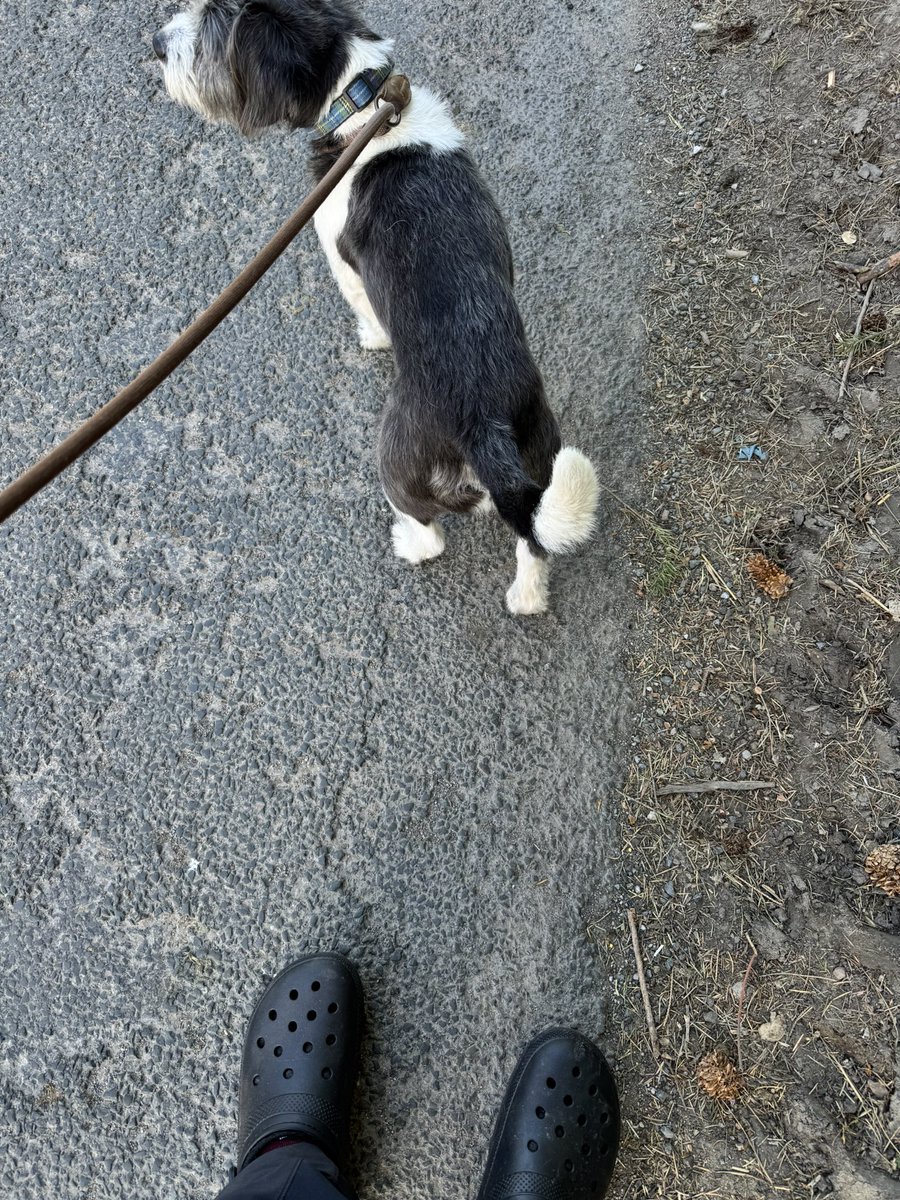 Pope Grumpnatious III tweet media